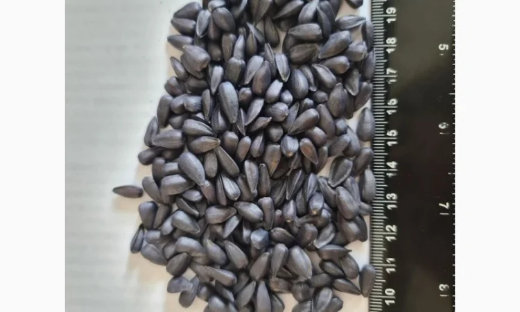 Насіння соняшнику НС Х 6045 (гібрид стійкий до Євро-Лайтінгу - фото № 1