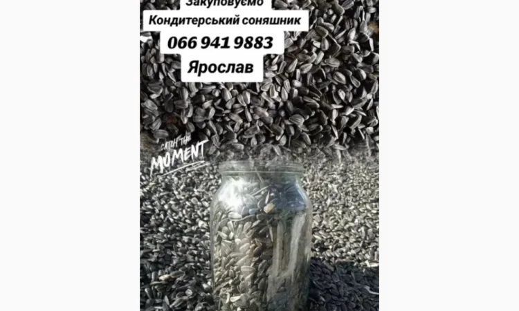 Закуповуємо Кондитерський соняшник - фото № 1