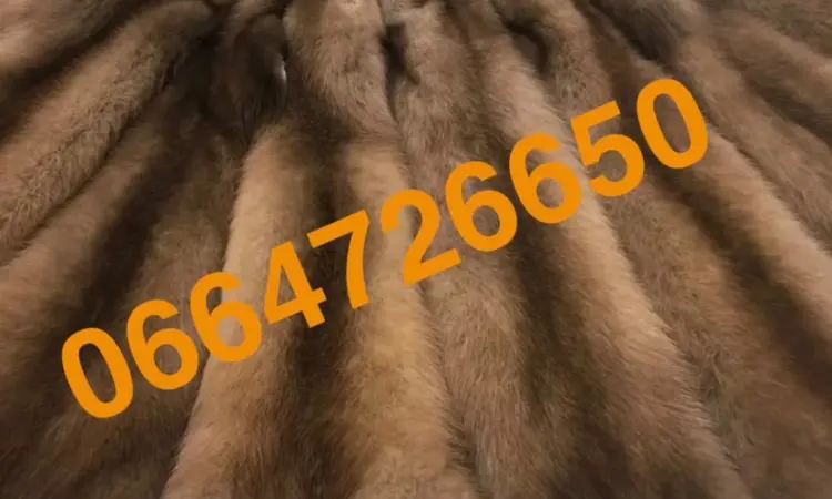 Продам куницу вычиненную тысячи штук лесная и каменка - фото № 1