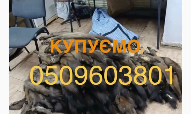 Куплю шкурки куницы лесной ДОРОГО - фото № 1