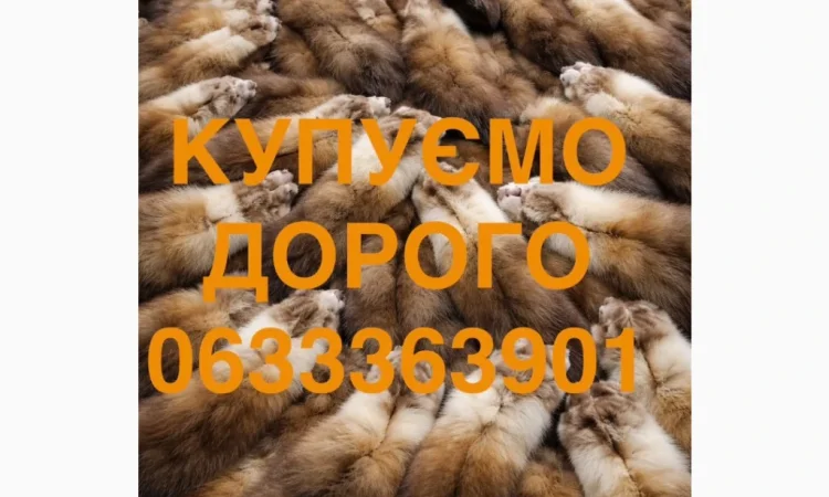 Купуємо шкіри куниці по всій Україні - фото № 1