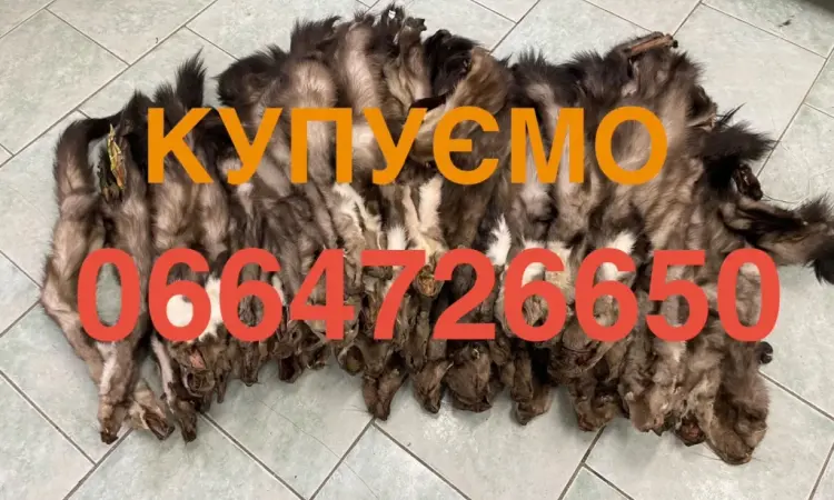 Шкуры куницы - фото № 1