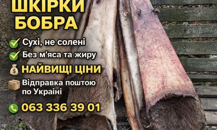 Куплю шкурки бобра сухие - фото № 1