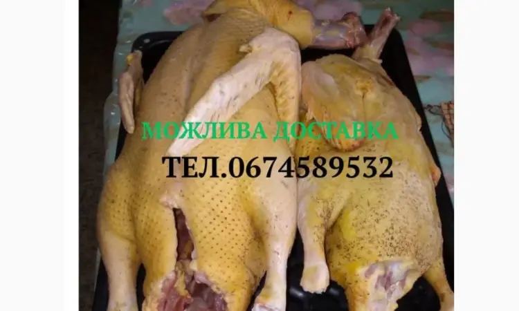 Продам тушки індокачок роздріб/ опт або живими - фото № 1