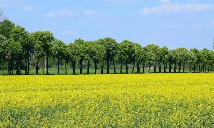 Наша компанія постійно закуповує Ріпак по всей території України - фото № 2
