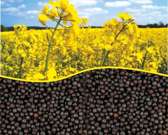 Закупаем рапс - фото № 1