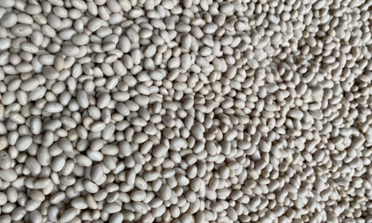 Продам квасолю Мавка - фото № 1