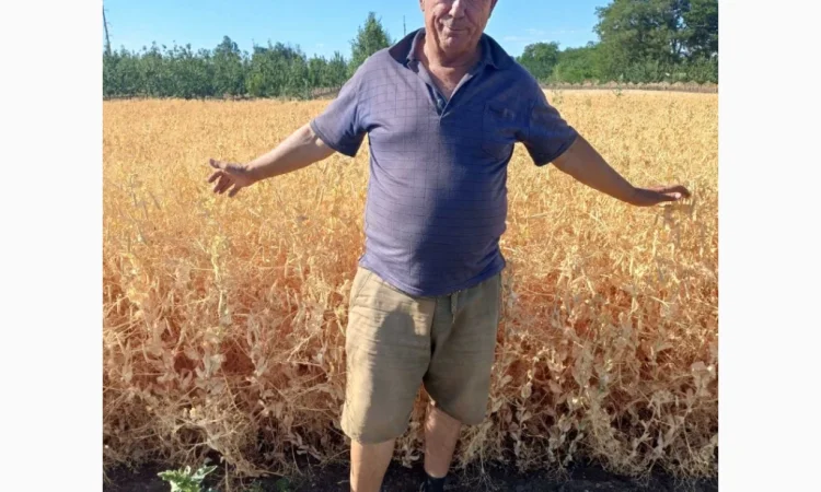 Яровой горох Esso – 10 тонн в продаже - фото № 2