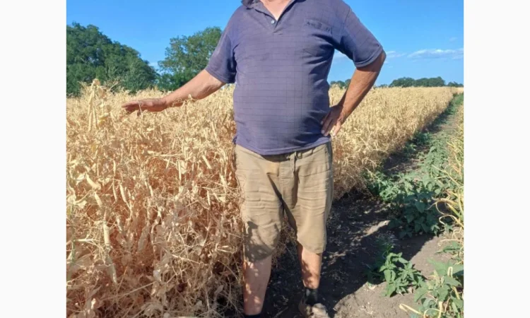 Яровой горох Esso – 10 тонн в продаже - фото № 3