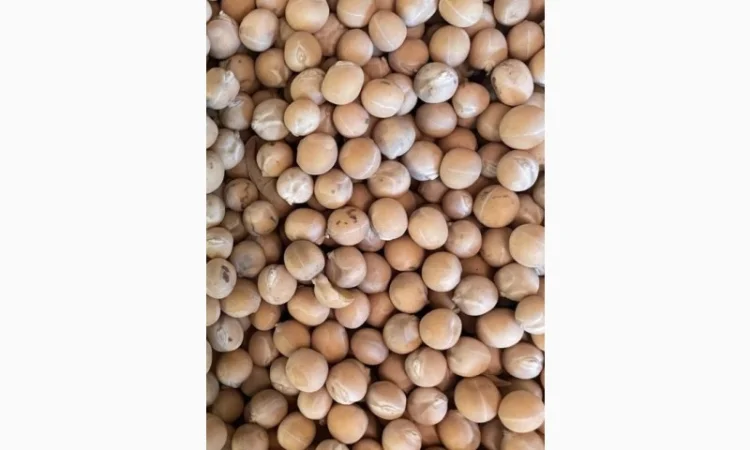 Продается желтый горох - 500 тонн - фото № 1