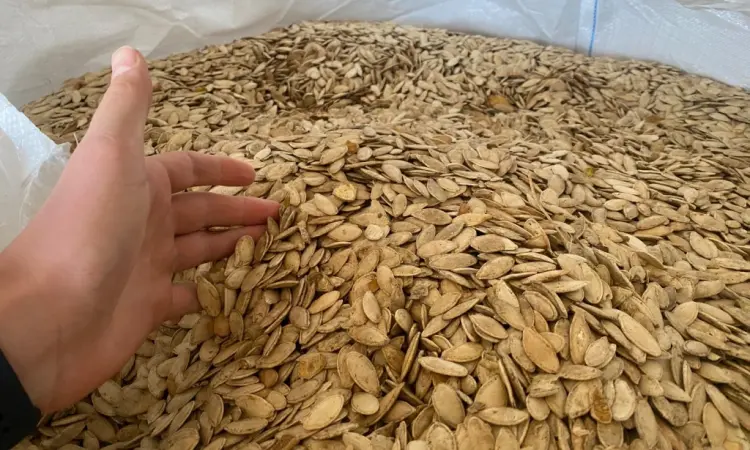 Продажа семян тыквы оптом - фото № 1