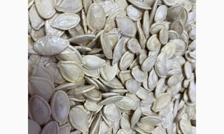 Продается качественное семя тыквы - фото № 1