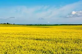 Наша компанія постійно закуповує сільськогосподарські культури врожаю 2024–2025 - фото № 1