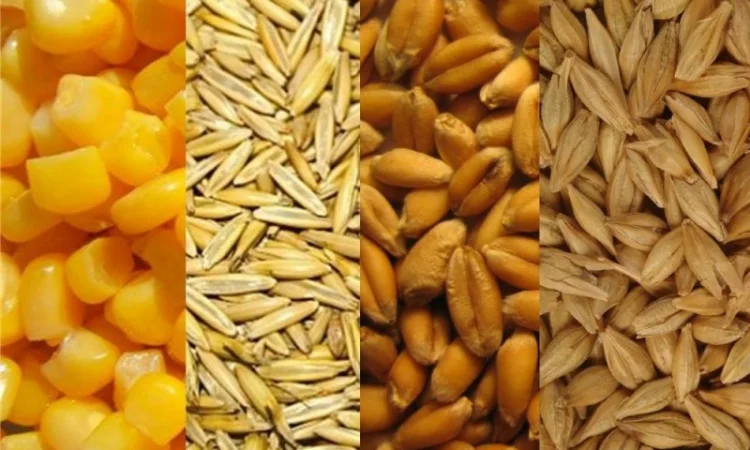 Закупаем подсолнечник - фото № 1