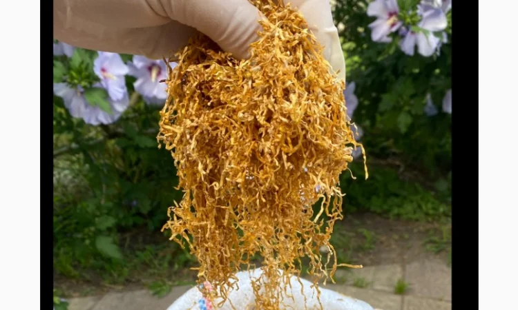 Тютюн Вірджинія середня – идеальный баланс вкуса и крепости - фото № 2