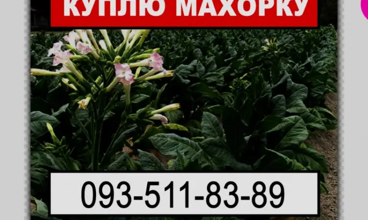 Ищу махорку от производителя - фото № 1
