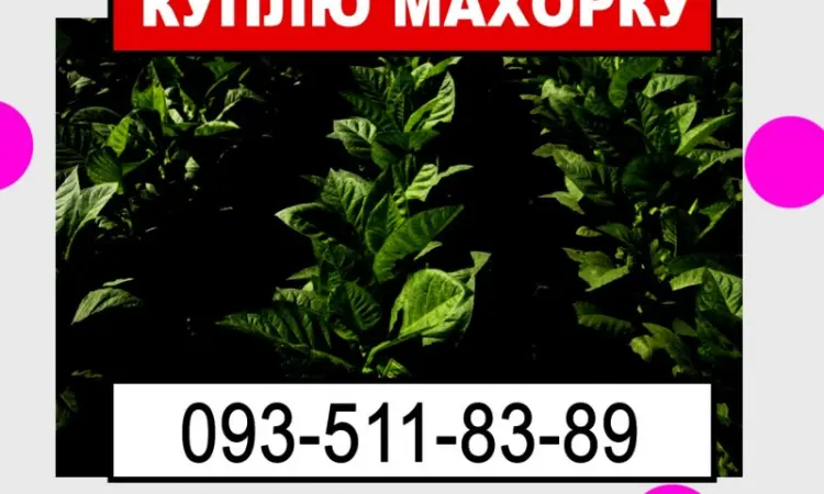 Махорка для нас - фото № 1