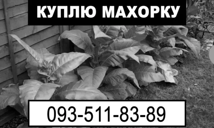 Махорка оптом - фото № 1