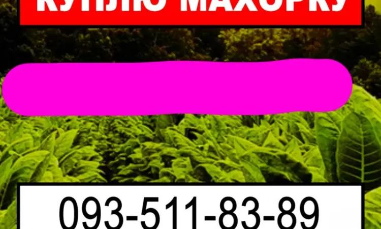 Куплю махорку з вашого городу - фото № 1