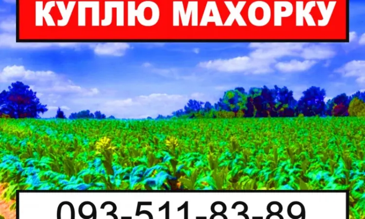 Махорка - Ваша - фото № 1