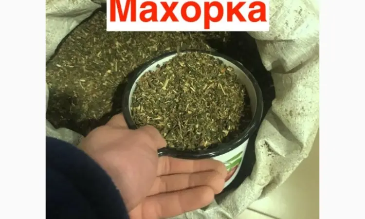 Махорка 2025 року для справжніх цінителів - фото № 1