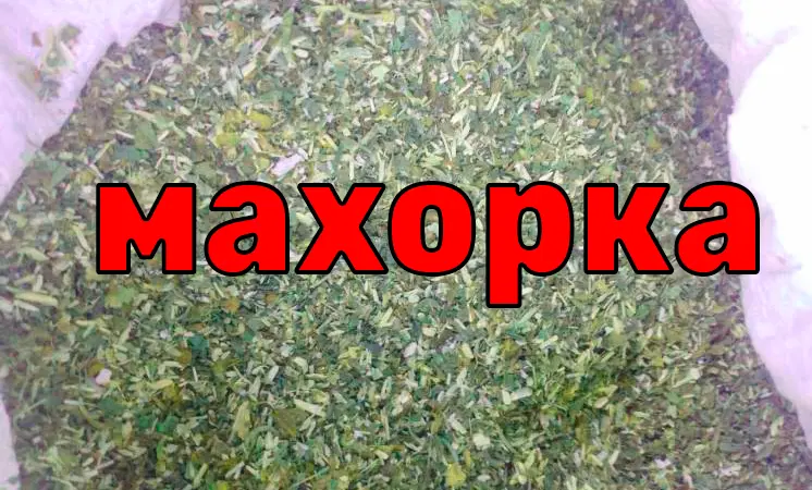 Махорка нового сезона 2023 - фото № 1