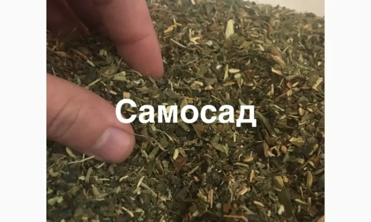 САМОСАД домашний МАХОРКА для мужиков не вонючая 2023 года - фото № 1