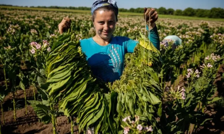 Есть свой домашний махорка - самосад а также табак хлопья и лапша резка 2 сорта - фото № 1