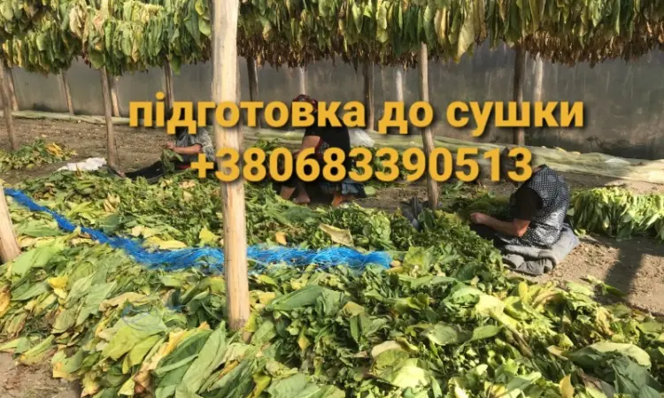 Продается Тютюн Virginia по цене 700 грн за 1 кг - фото № 4