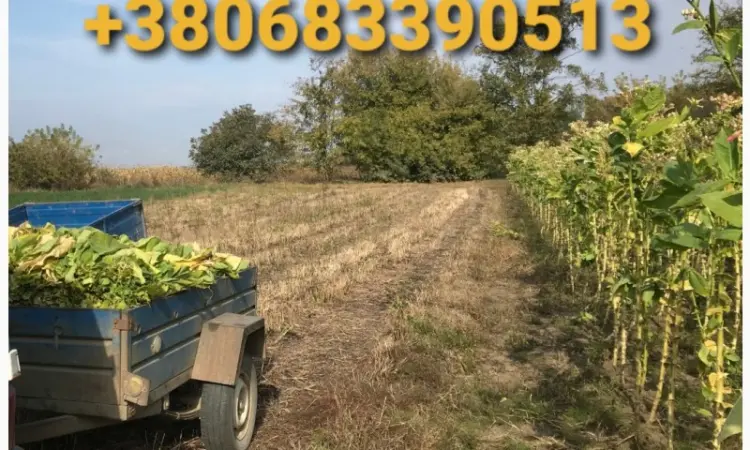 Продается Тютюн Virginia по цене 700 грн за 1 кг - фото № 8