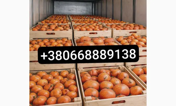 Продажа апельсинов и грейпфрутов оптом - фото № 1