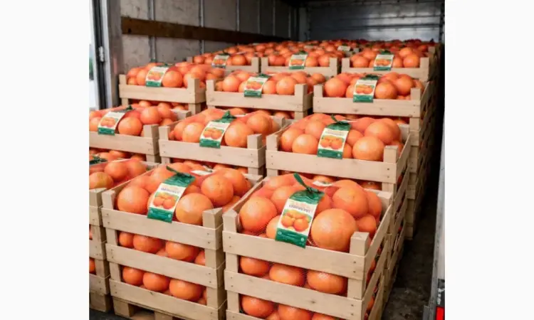 Продажа апельсинов и грейпфрутов оптом - фото № 2