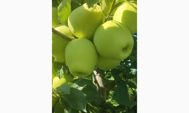 Продам яблоки - фото № 1