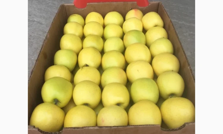 Продаж яблук голден 20 тонн від 65 калібру - фото № 1