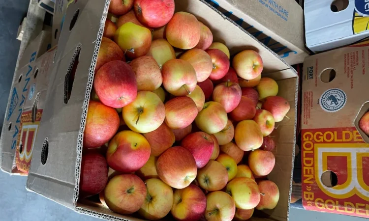 Продаются качественные школьные яблоки от 2 тонн - фото № 1