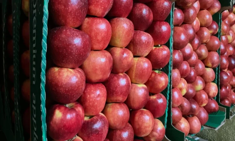 Продаются яблоки разных сортов - фото № 1