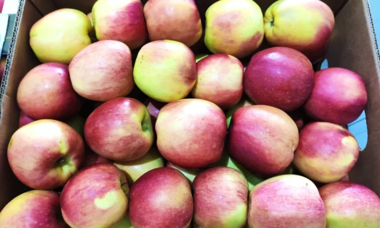 Продаются яблоки сортов Флоріна, Айдаред, Пінова, Чемпіон, Ліголь, Голден - фото № 8