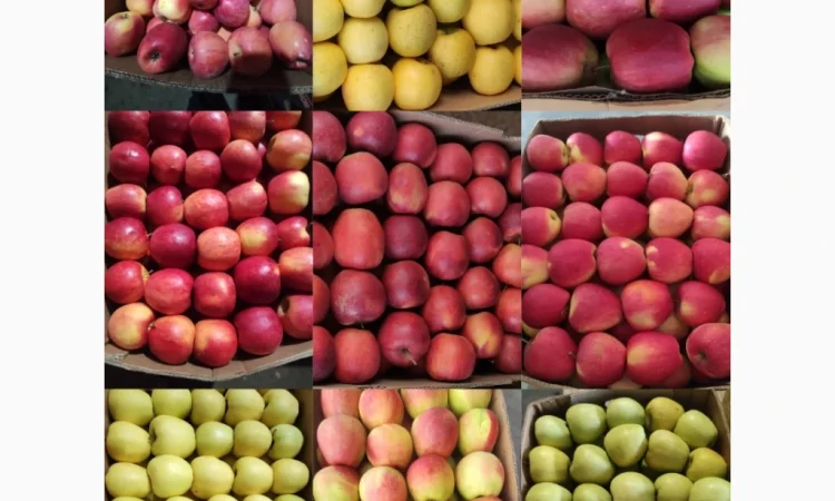 Продаются яблоки сортов Флоріна, Айдаред, Пінова, Чемпіон, Ліголь, Голден - фото № 9