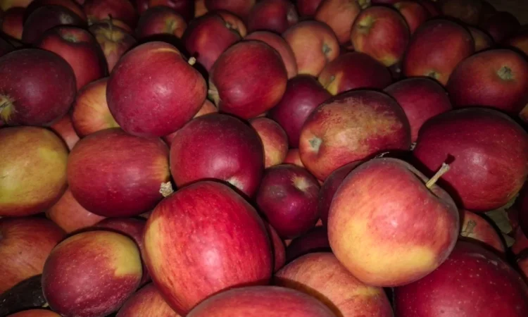 Продам яблука різних сортів - фото № 2