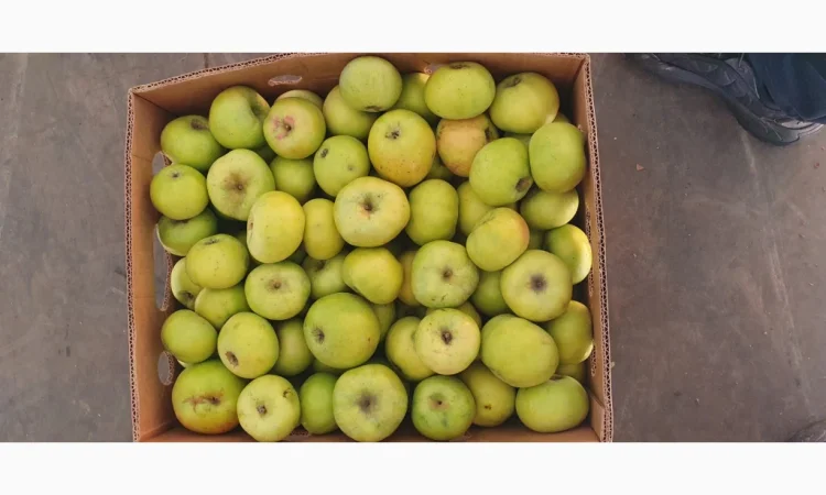 Яблука різних сортів у продажу - фото № 10