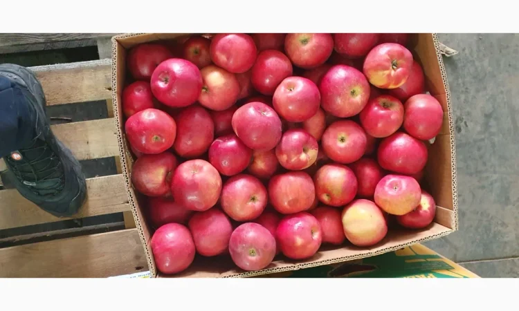 Яблука різних сортів у продажу - фото № 2