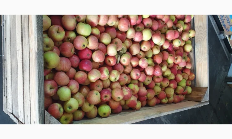 Яблука різних сортів у продажу - фото № 6