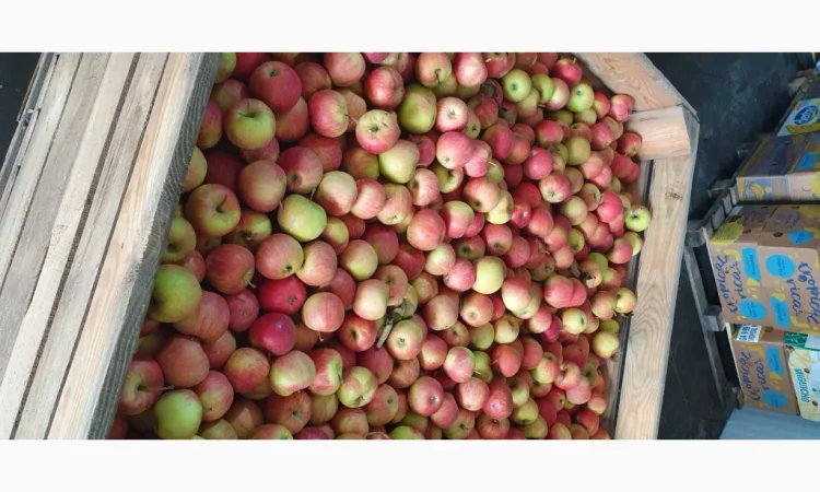 Яблука різних сортів у продажу - фото № 7