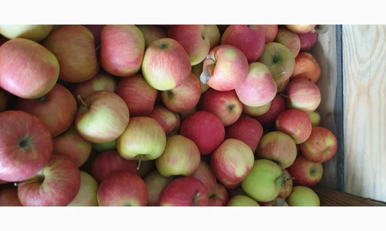 Яблука різних сортів у продажу - фото № 8