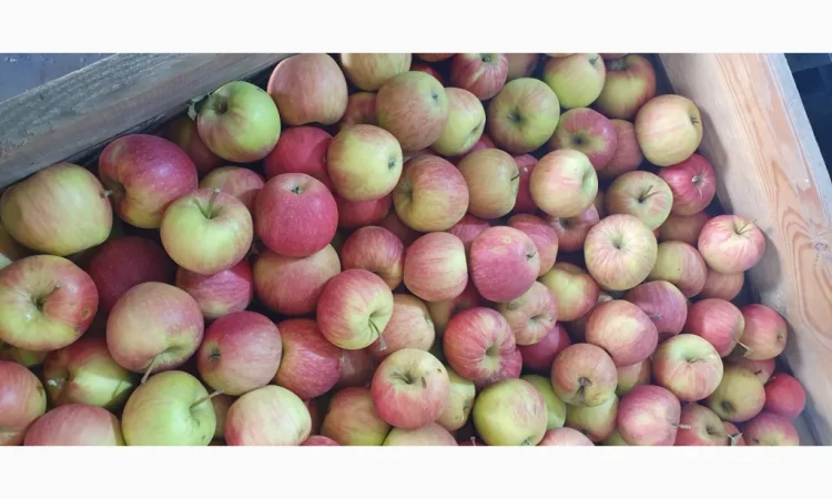 Яблука різних сортів у продажу - фото № 9