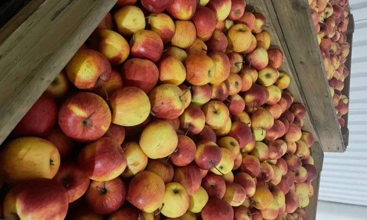 Продаются яблоки первого сорта от 3 тонн - фото № 1