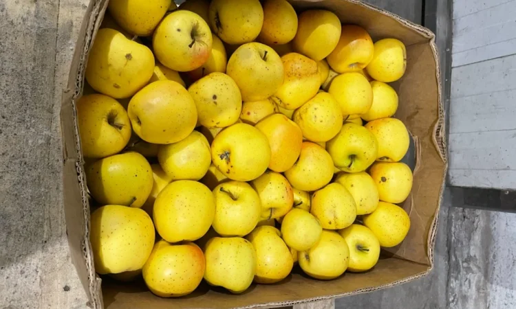 Продается яблоко на переработку (не для сока) - фото № 1