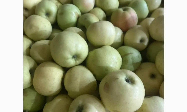 Продаются яблоки на переработку - фото № 2