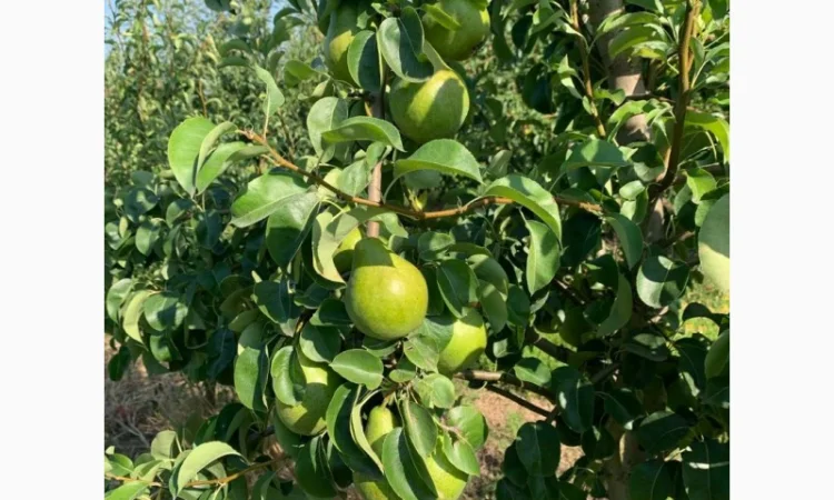 Продаються яблука нового врожаю - фото № 5