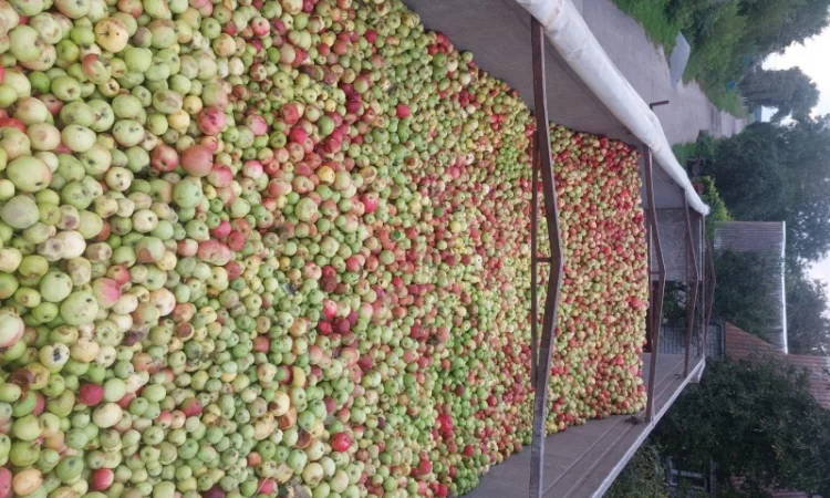 Продаются яблоки на переработку от 25 тонн с доставкой - фото № 1